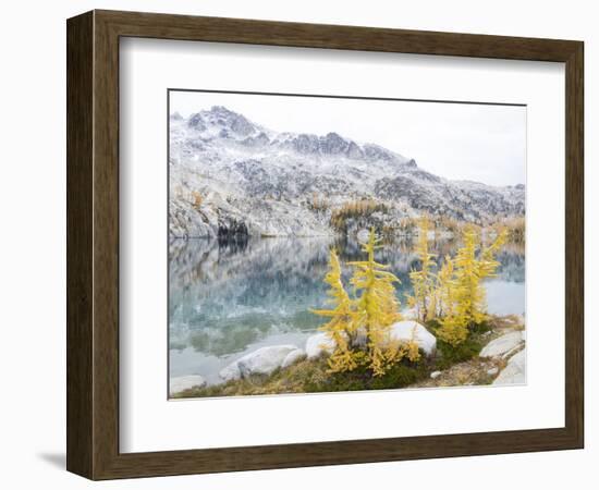 USA, Washington. Alpine Lakes Wilderness, Enchantment Lakes, Golden Larch trees at Perfection Lake-Jamie & Judy Wild-Framed Photographic Print