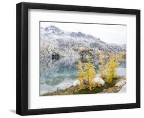 USA, Washington. Alpine Lakes Wilderness, Enchantment Lakes, Golden Larch trees at Perfection Lake-Jamie & Judy Wild-Framed Photographic Print