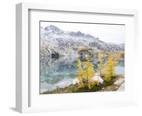 USA, Washington. Alpine Lakes Wilderness, Enchantment Lakes, Golden Larch trees at Perfection Lake-Jamie & Judy Wild-Framed Photographic Print