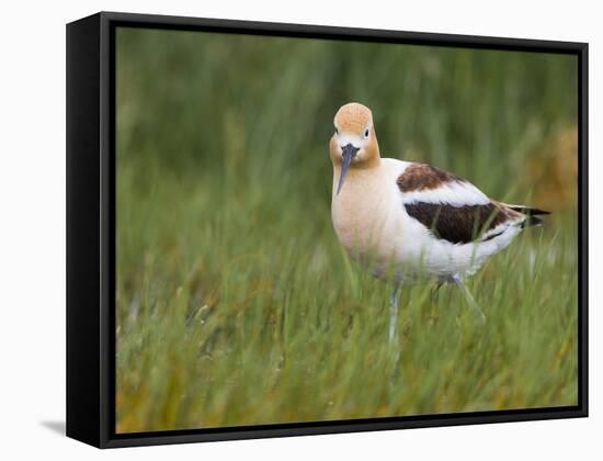 USA, Washington. American Avocet in Breeding Plumage at Soap Lake-Gary Luhm-Framed Stretched Canvas