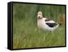 USA, Washington. American Avocet in Breeding Plumage at Soap Lake-Gary Luhm-Framed Stretched Canvas