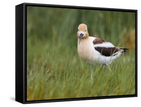 USA, Washington. American Avocet in Breeding Plumage at Soap Lake-Gary Luhm-Framed Stretched Canvas