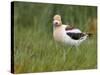 USA, Washington. American Avocet in Breeding Plumage at Soap Lake-Gary Luhm-Stretched Canvas