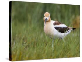 USA, Washington. American Avocet in Breeding Plumage at Soap Lake-Gary Luhm-Stretched Canvas