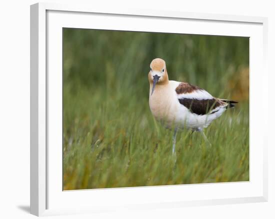 USA, Washington. American Avocet in Breeding Plumage at Soap Lake-Gary Luhm-Framed Photographic Print