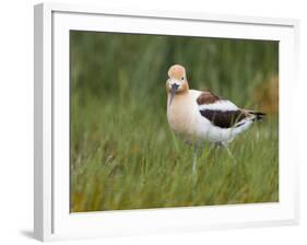 USA, Washington. American Avocet in Breeding Plumage at Soap Lake-Gary Luhm-Framed Photographic Print