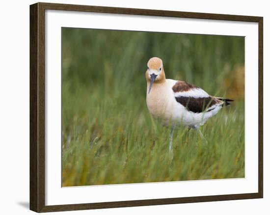 USA, Washington. American Avocet in Breeding Plumage at Soap Lake-Gary Luhm-Framed Photographic Print