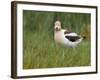 USA, Washington. American Avocet in Breeding Plumage at Soap Lake-Gary Luhm-Framed Photographic Print