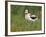 USA, Washington. American Avocet in Breeding Plumage at Soap Lake-Gary Luhm-Framed Photographic Print