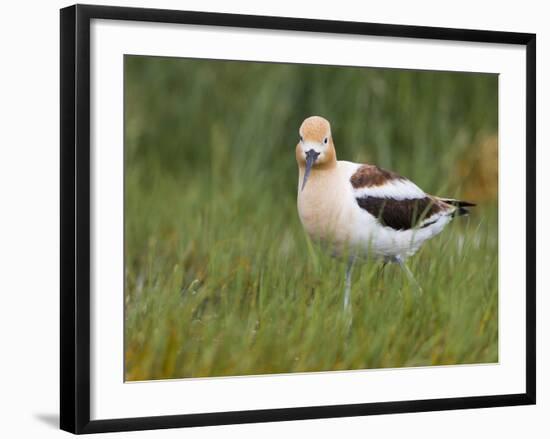 USA, Washington. American Avocet in Breeding Plumage at Soap Lake-Gary Luhm-Framed Photographic Print