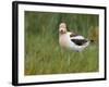 USA, Washington. American Avocet in Breeding Plumage at Soap Lake-Gary Luhm-Framed Photographic Print