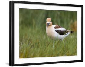 USA, Washington. American Avocet in Breeding Plumage at Soap Lake-Gary Luhm-Framed Photographic Print