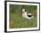 USA, Washington. American Avocet in Breeding Plumage at Soap Lake-Gary Luhm-Framed Photographic Print