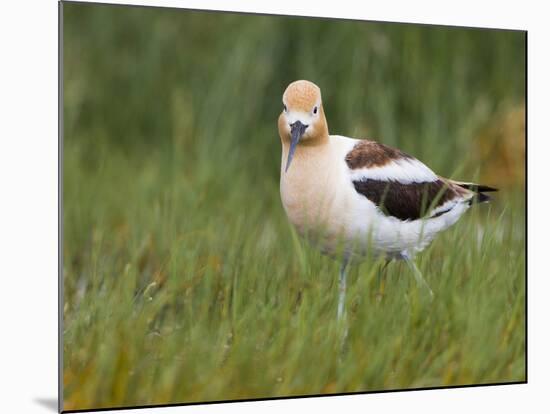 USA, Washington. American Avocet in Breeding Plumage at Soap Lake-Gary Luhm-Mounted Photographic Print