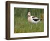 USA, Washington. American Avocet in Breeding Plumage at Soap Lake-Gary Luhm-Framed Photographic Print