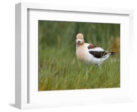 USA, Washington. American Avocet in Breeding Plumage at Soap Lake-Gary Luhm-Framed Photographic Print