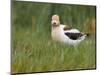 USA, Washington. American Avocet in Breeding Plumage at Soap Lake-Gary Luhm-Mounted Photographic Print