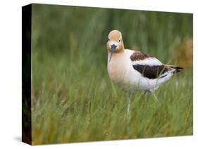 USA, Washington. American Avocet in Breeding Plumage at Soap Lake-Gary Luhm-Stretched Canvas