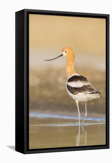USA, Washington. American Avocet in Shallow Water of Soap Lake-Gary Luhm-Framed Stretched Canvas