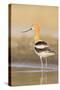 USA, Washington. American Avocet in Shallow Water of Soap Lake-Gary Luhm-Stretched Canvas