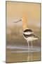 USA, Washington. American Avocet in Shallow Water of Soap Lake-Gary Luhm-Mounted Photographic Print