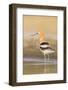 USA, Washington. American Avocet in Shallow Water of Soap Lake-Gary Luhm-Framed Photographic Print