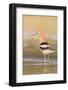 USA, Washington. American Avocet in Shallow Water of Soap Lake-Gary Luhm-Framed Photographic Print