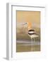 USA, Washington. American Avocet in Shallow Water of Soap Lake-Gary Luhm-Framed Photographic Print