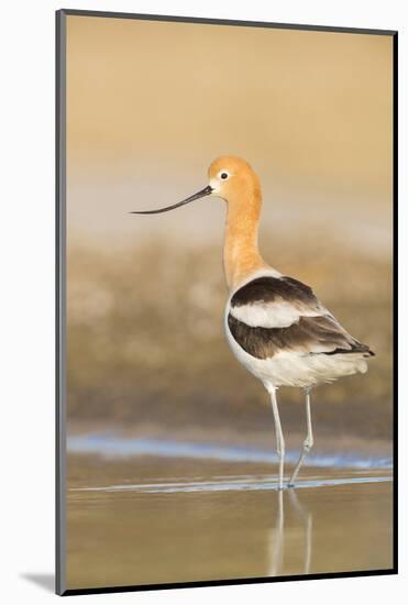 USA, Washington. American Avocet in Shallow Water of Soap Lake-Gary Luhm-Mounted Photographic Print