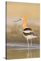 USA, Washington. American Avocet in Shallow Water of Soap Lake-Gary Luhm-Stretched Canvas