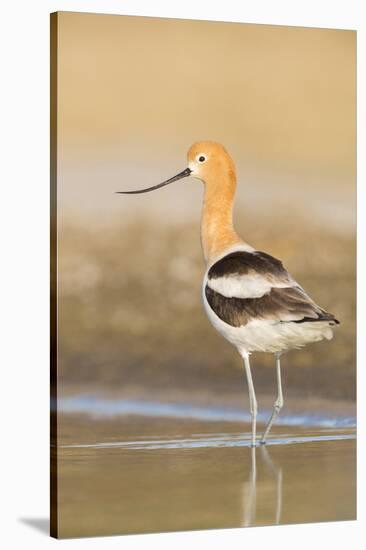 USA, Washington. American Avocet in Shallow Water of Soap Lake-Gary Luhm-Stretched Canvas