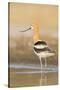 USA, Washington. American Avocet in Shallow Water of Soap Lake-Gary Luhm-Stretched Canvas