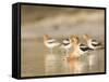 USA, Washington. American Avocets in Mating Behavior at Soap Lake-Gary Luhm-Framed Stretched Canvas