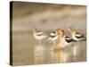 USA, Washington. American Avocets in Mating Behavior at Soap Lake-Gary Luhm-Stretched Canvas