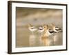 USA, Washington. American Avocets in Mating Behavior at Soap Lake-Gary Luhm-Framed Photographic Print