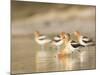 USA, Washington. American Avocets in Mating Behavior at Soap Lake-Gary Luhm-Mounted Photographic Print