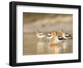 USA, Washington. American Avocets in Mating Behavior at Soap Lake-Gary Luhm-Framed Photographic Print