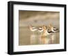 USA, Washington. American Avocets in Mating Behavior at Soap Lake-Gary Luhm-Framed Photographic Print