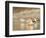 USA, Washington. American Avocets in Mating Behavior at Soap Lake-Gary Luhm-Framed Photographic Print