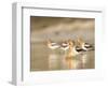 USA, Washington. American Avocets in Mating Behavior at Soap Lake-Gary Luhm-Framed Photographic Print