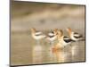 USA, Washington. American Avocets in Mating Behavior at Soap Lake-Gary Luhm-Mounted Photographic Print