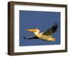 USA, Washington. American White Pelican in Flight-Gary Luhm-Framed Photographic Print