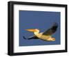 USA, Washington. American White Pelican in Flight-Gary Luhm-Framed Photographic Print