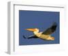 USA, Washington. American White Pelican in Flight-Gary Luhm-Framed Photographic Print