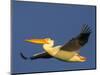 USA, Washington. American White Pelican in Flight-Gary Luhm-Mounted Photographic Print