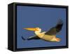 USA, Washington. American White Pelican in Flight-Gary Luhm-Framed Stretched Canvas