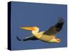 USA, Washington. American White Pelican in Flight-Gary Luhm-Stretched Canvas