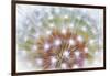 USA, Washington, Bainbridge Island. Abstract of Dandelion Seed Head-Jaynes Gallery-Framed Photographic Print