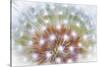 USA, Washington, Bainbridge Island. Abstract of Dandelion Seed Head-Jaynes Gallery-Stretched Canvas