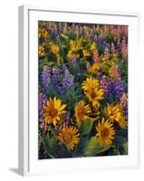 USA, Washington. Balsamroot and Lupine in Evening Light-Steve Terrill-Framed Photographic Print